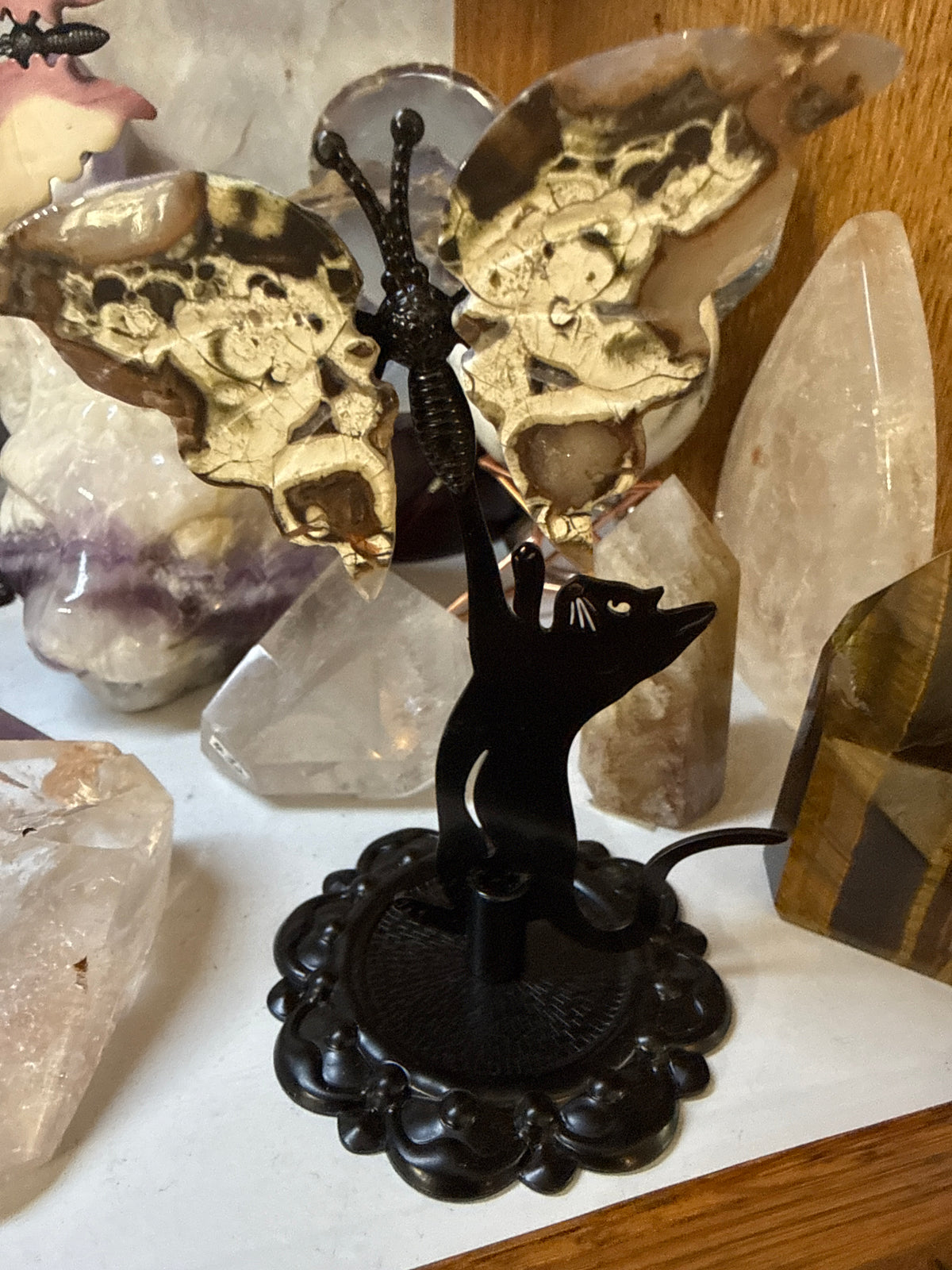 Cat chasing Ocean Jasper Butterfly on stand